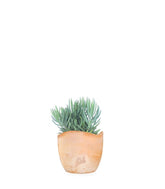 Senecio serpens