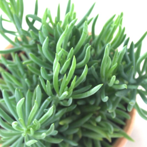 Senecio serpens