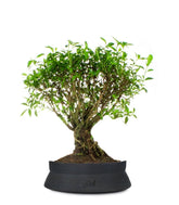 Serissa