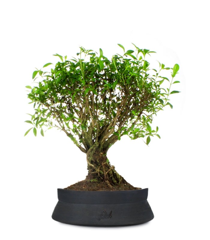Serissa