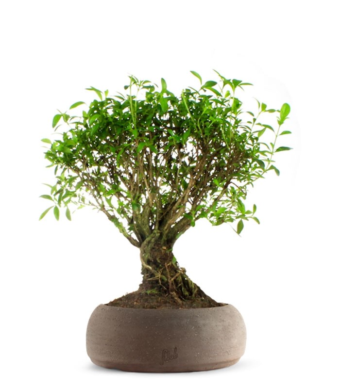 Serissa