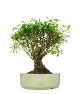 Serissa