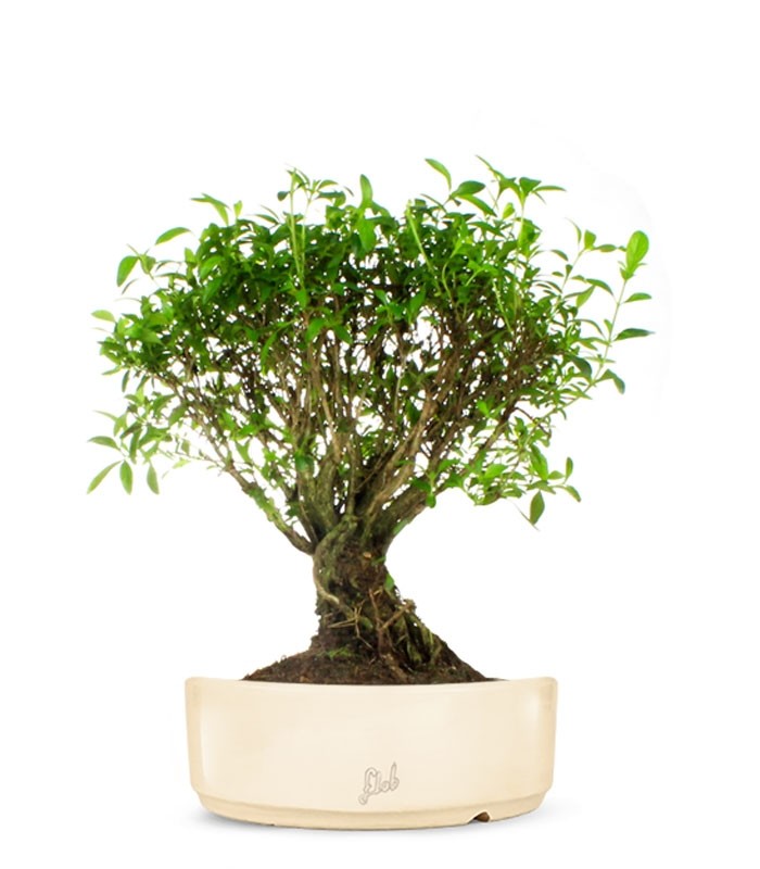 Serissa