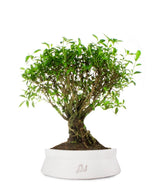 Serissa