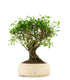 Serissa