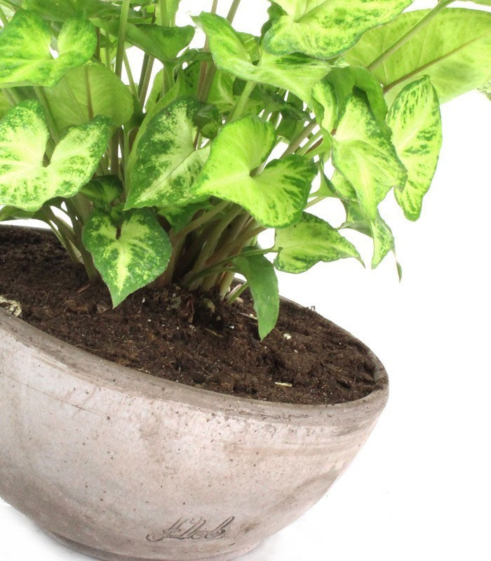 Singonio con vaso ciotola in terracotta cemento