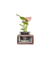 Singonio rosa con supporto in legno