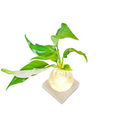 Spatifillo Sfera con led