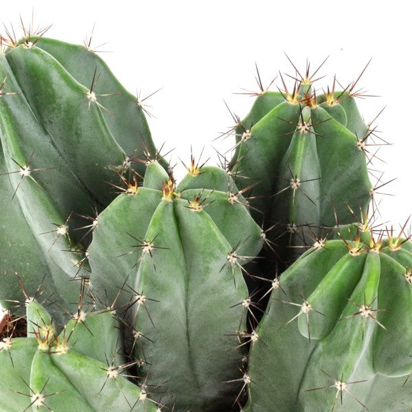 Stenocereus pruinoso