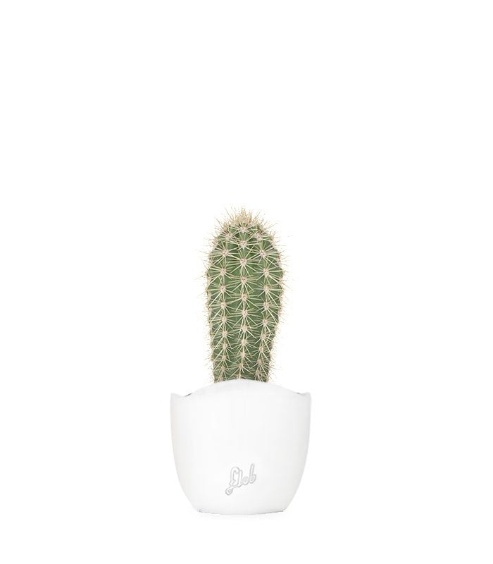 Stenocereus thurberi