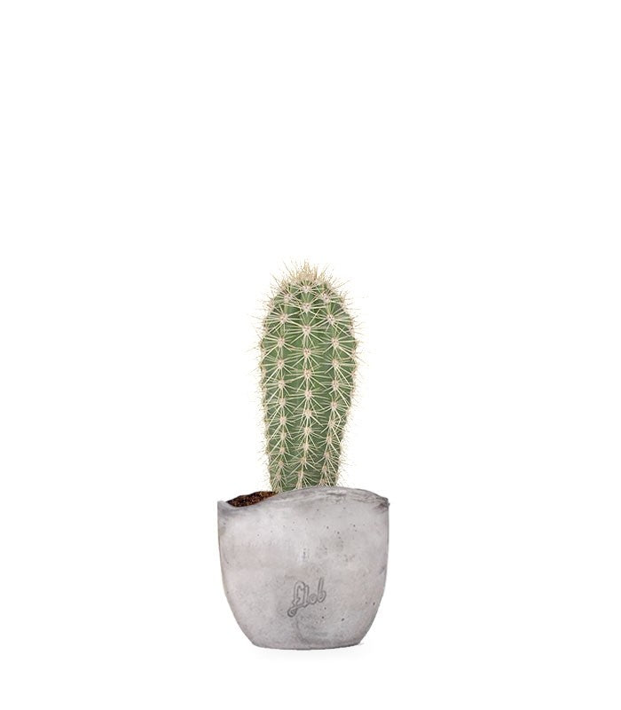 Stenocereus thurberi