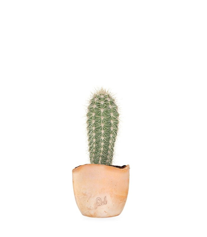 Stenocereus thurberi