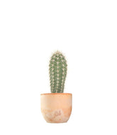Stenocereus thurberi