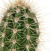 Stenocereus thurberi