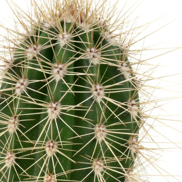 Stenocereus thurberi