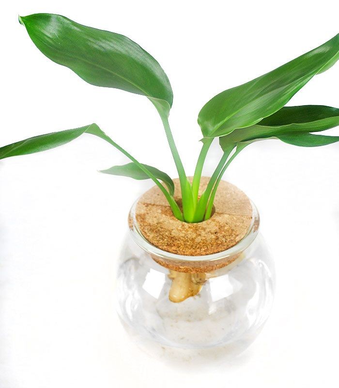 Strelitzia idroponica in vetro sfera