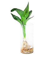 Strelitzia in vetro