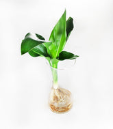 Strelitzia in vetro