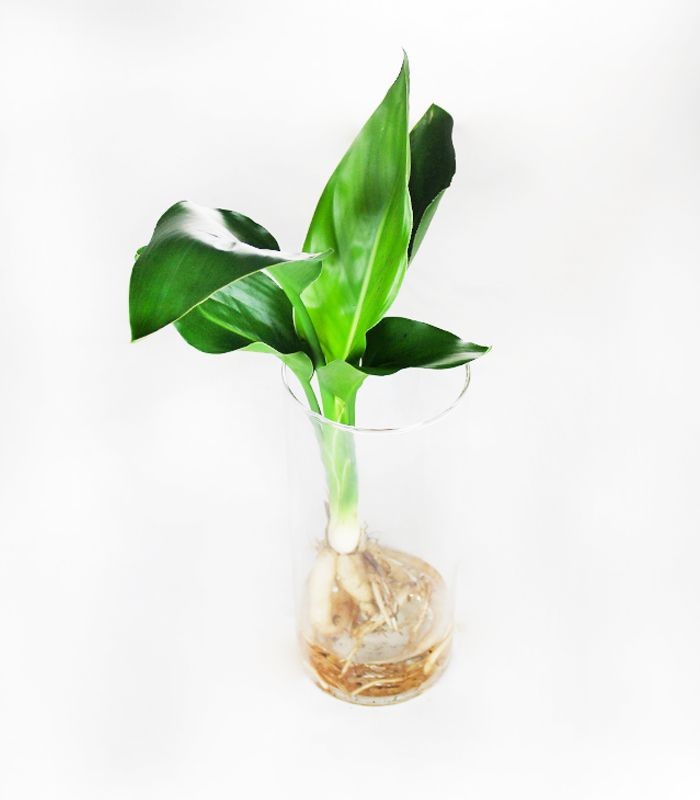 Strelitzia in vetro