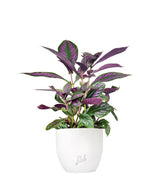 Strobilanthes Dyerianus