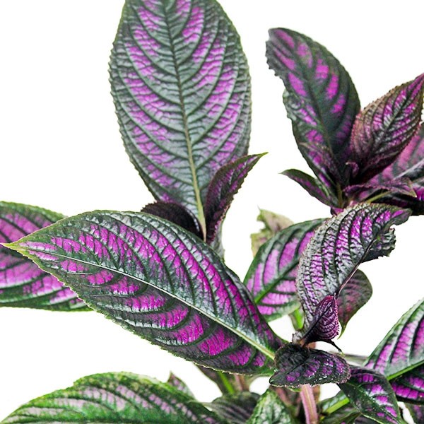 Strobilanthes Dyerianus