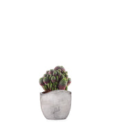 Sulcorebutia rauschii