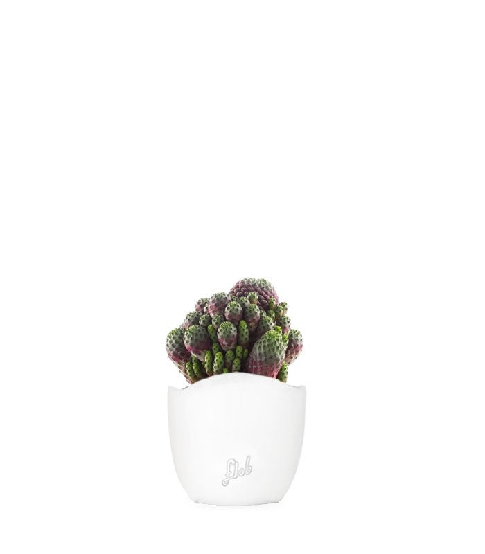 Sulcorebutia rauschii