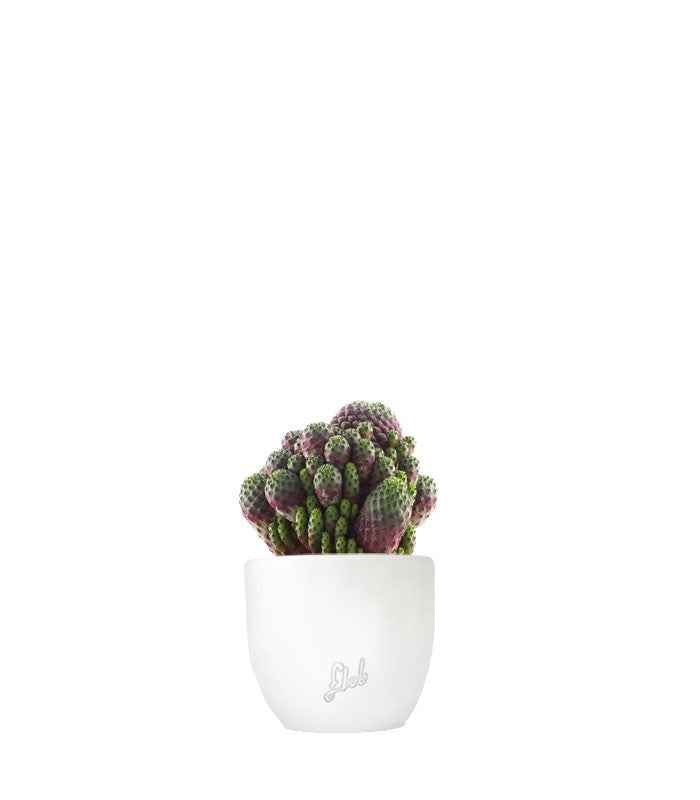 Sulcorebutia rauschii