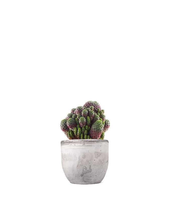 Sulcorebutia rauschii