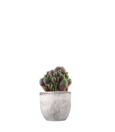 Sulcorebutia rauschii