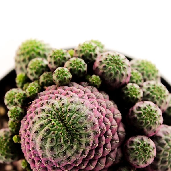 Sulcorebutia rauschii