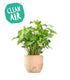 Syngonium