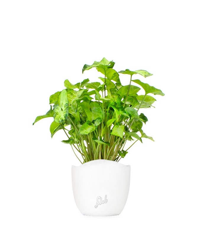Syngonium