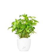 Syngonium
