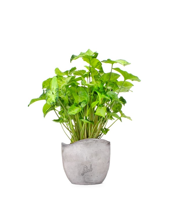 Syngonium