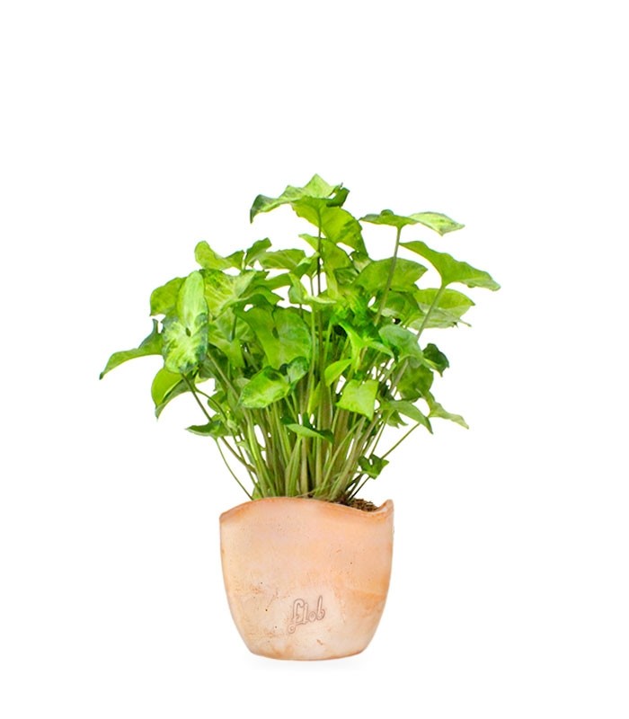 Syngonium