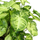 Syngonium