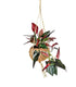 Syngonium erythrophyllum