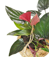 Syngonium erythrophyllum