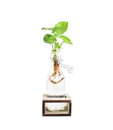 Syngonium idroponica con supporto in legno