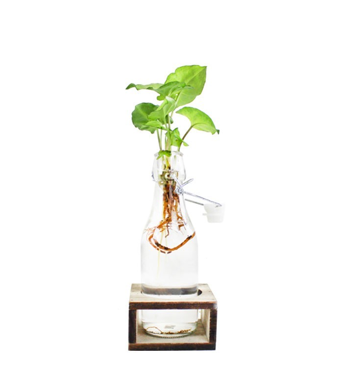 Syngonium idroponica con supporto in legno