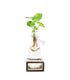 Syngonium idroponica con supporto in legno