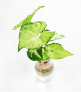 Syngonium idroponica con supporto in legno