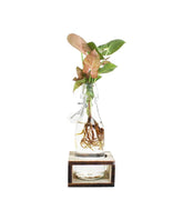 Syngonium rosa idroponica con supporto in legno