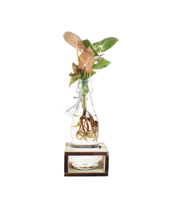 Syngonium rosa idroponica con supporto in legno