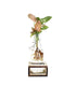 Syngonium rosa idroponica con supporto in legno