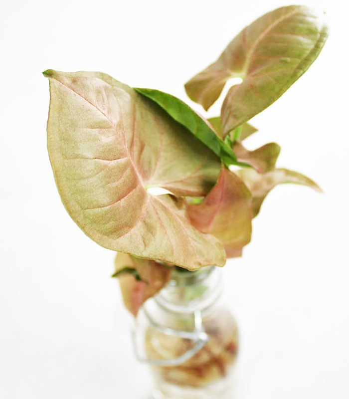 Syngonium rosa idroponica con supporto in legno