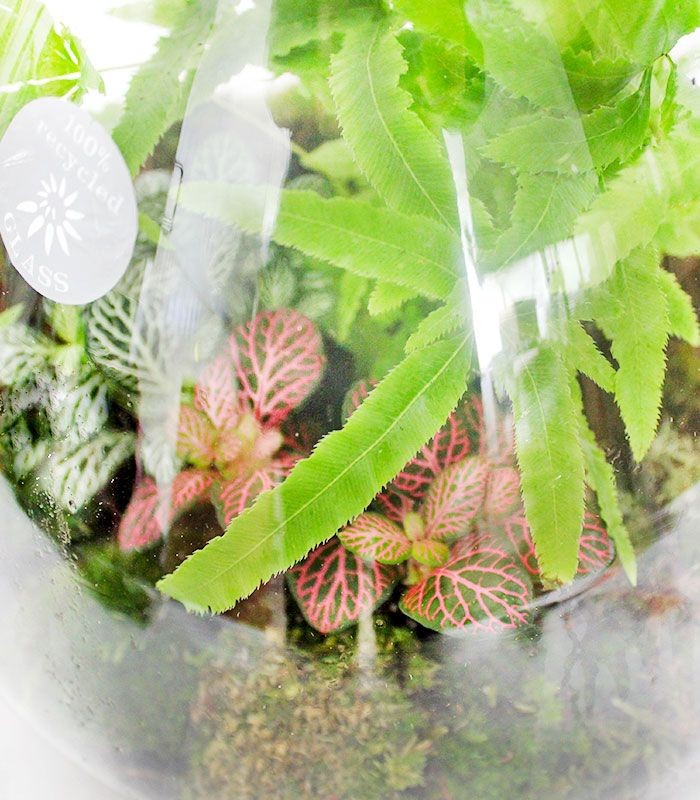 Terrarium in vetro con mix piante verdi