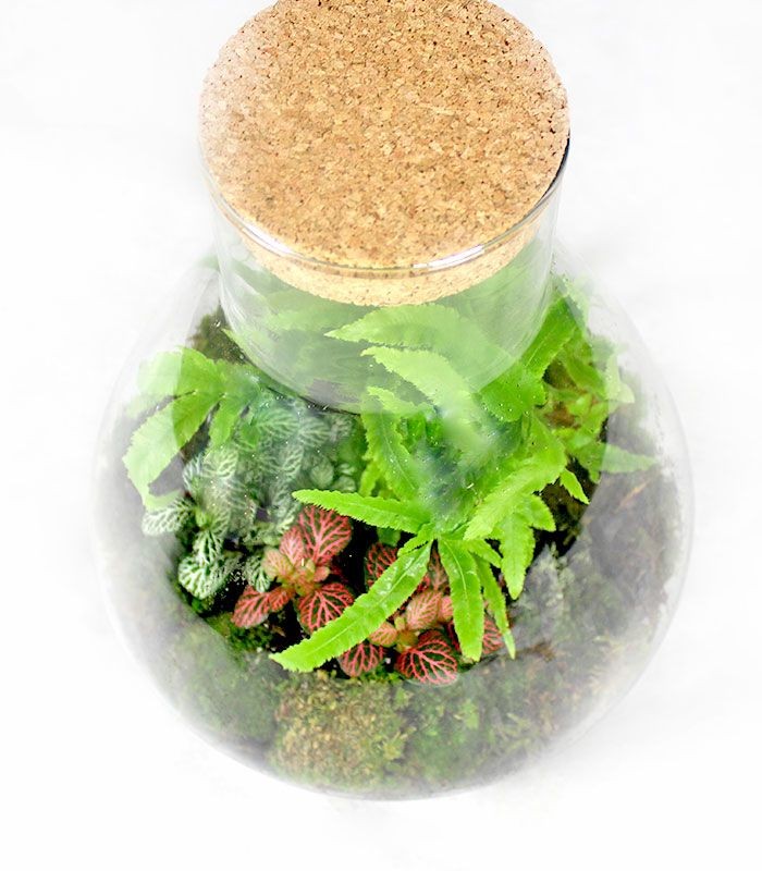 Terrarium in vetro con mix piante verdi