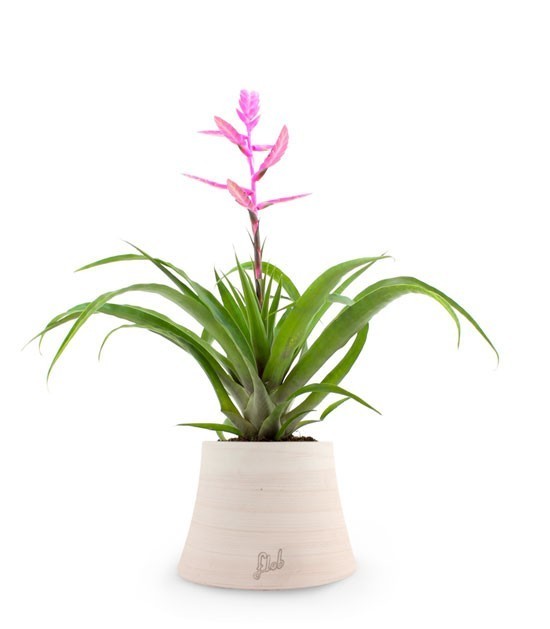 Tillandsia Andreus